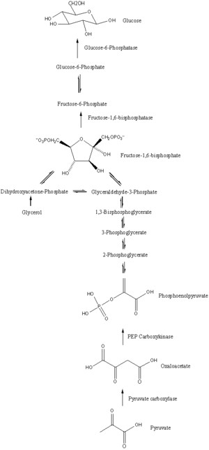 The process of gluconeogenesis